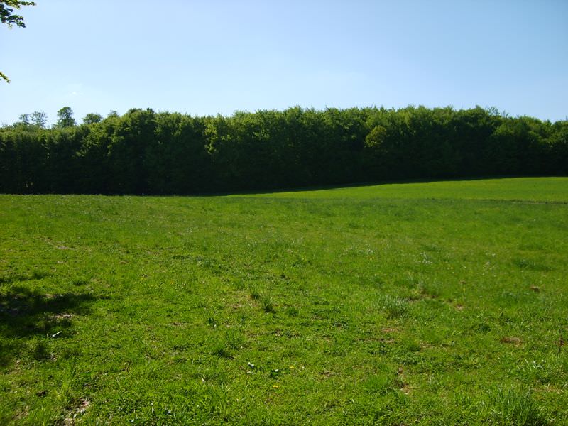 Grüne Wiese mit Waldrand und blauem Himmel im Hintergrund
