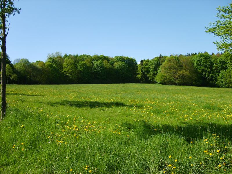 Grüne Wiese mit gelben Blumen, im Hintergrund dichter Laubwald unter blauem Himmel